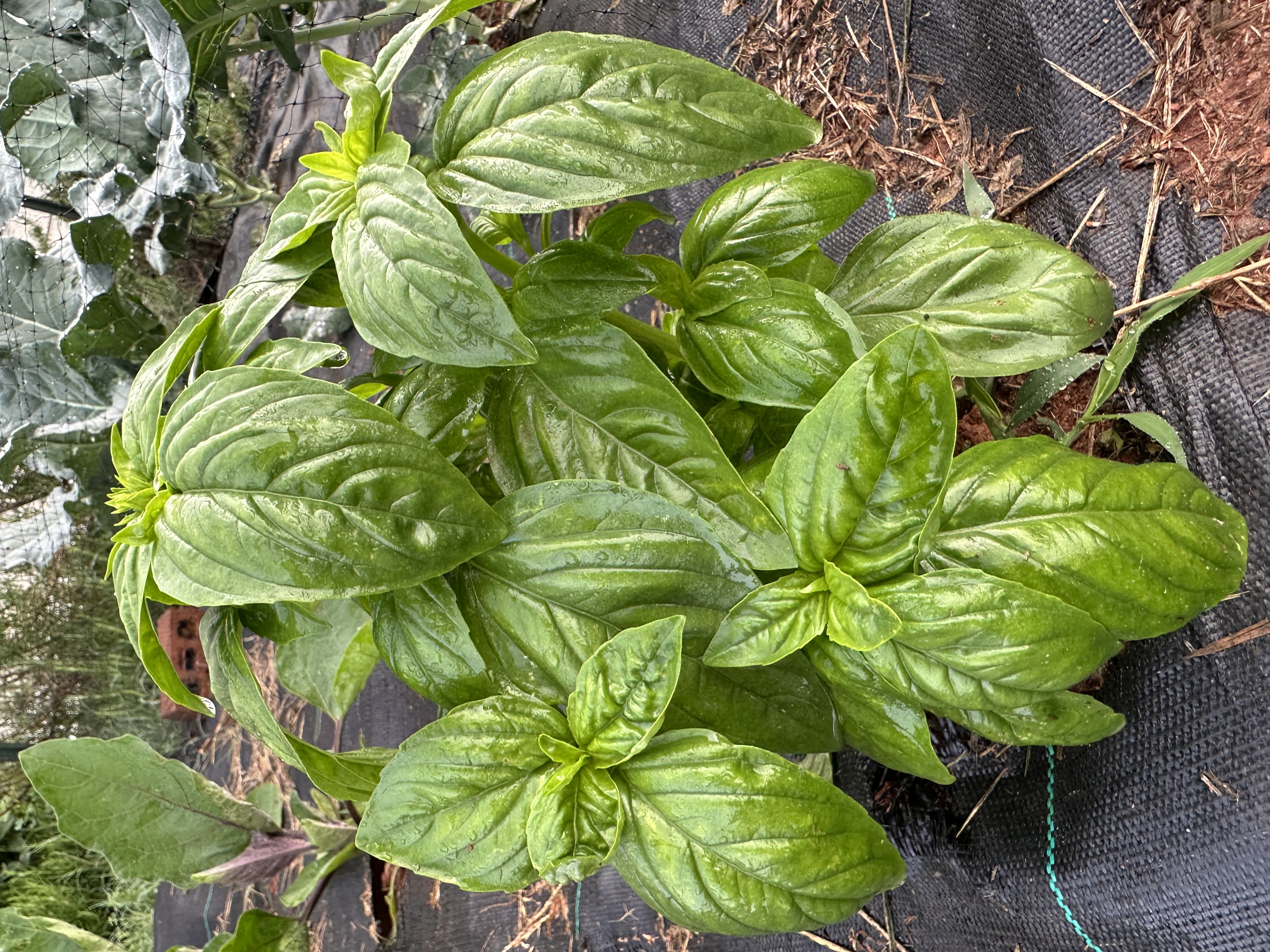 🌿 Basil
