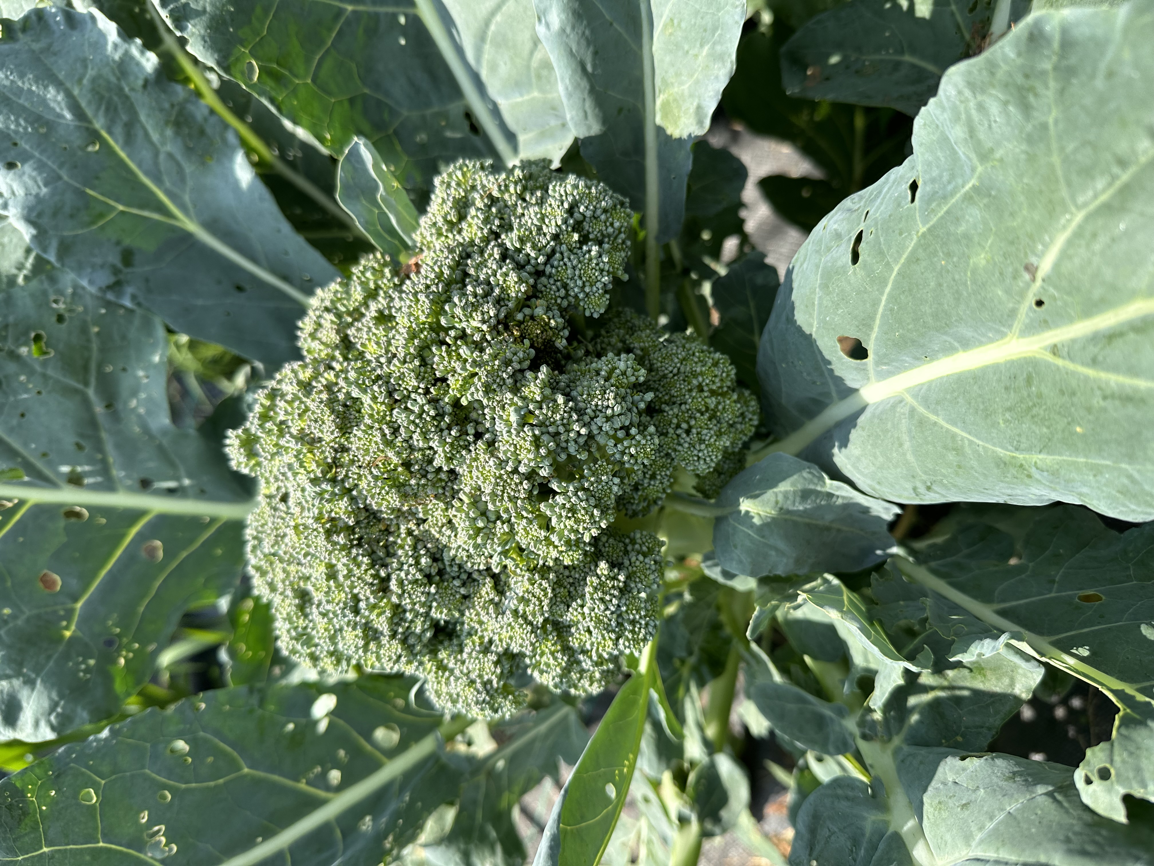 🥦 Broccoli