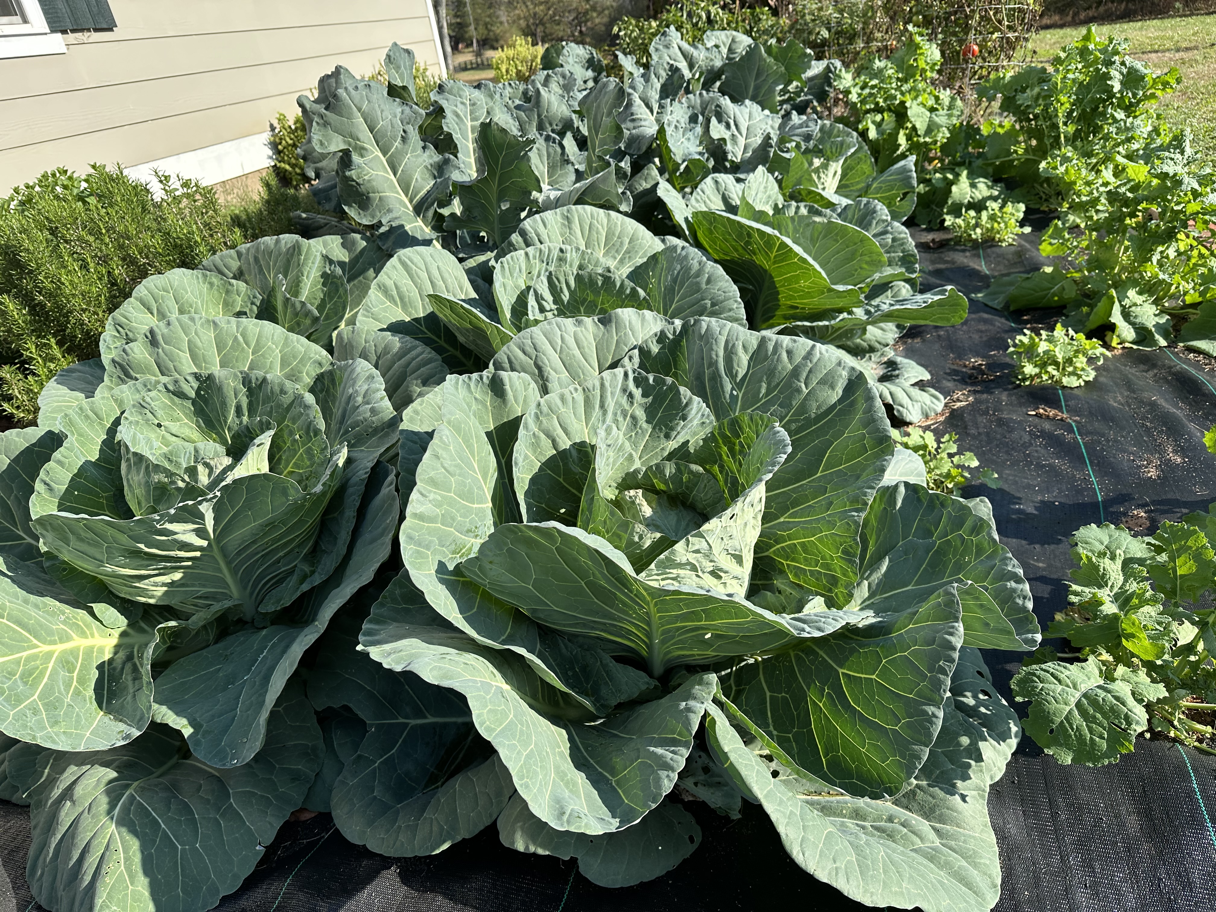 🥬 Cabbage