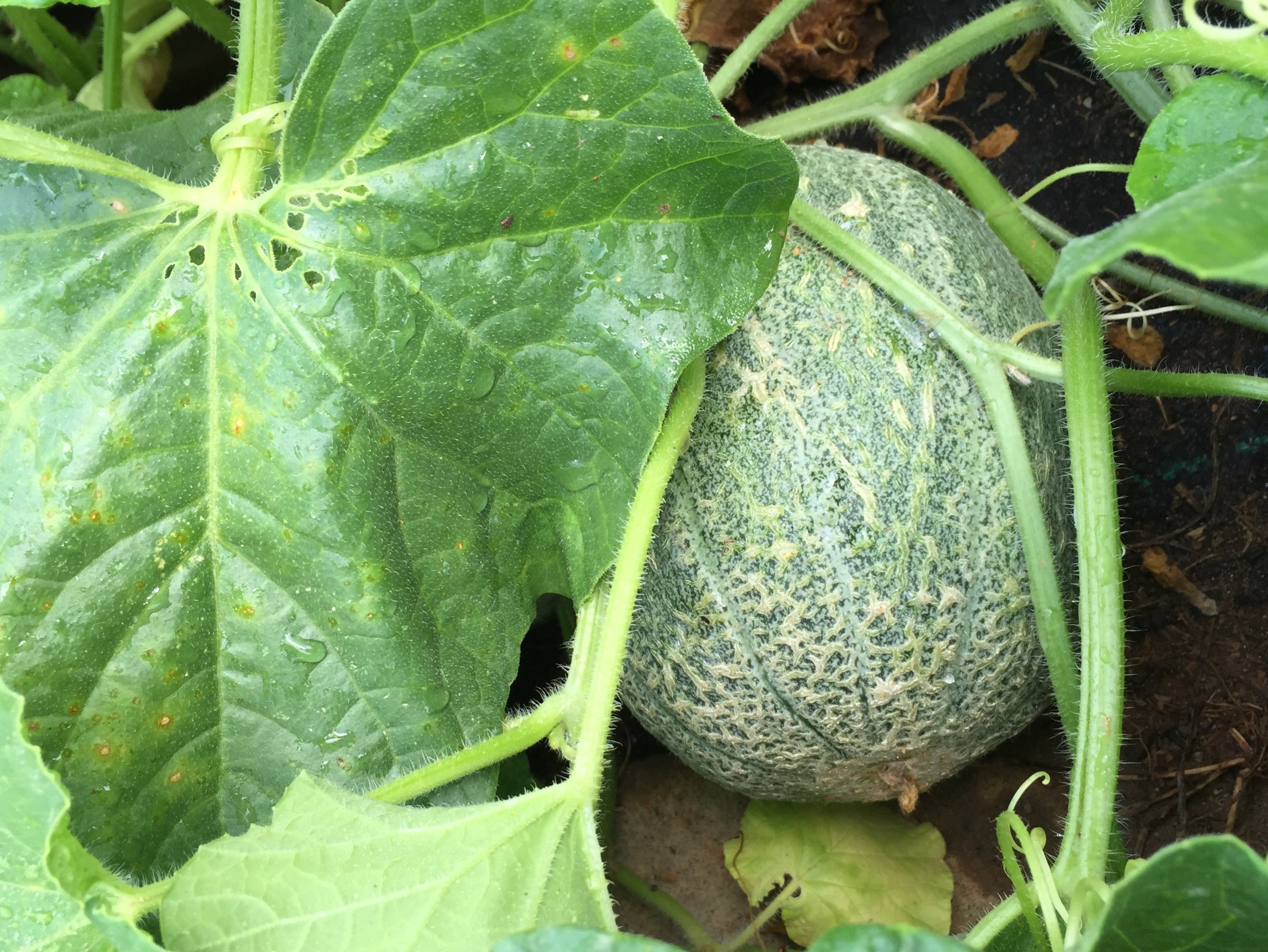 🍈 Cantaloupe