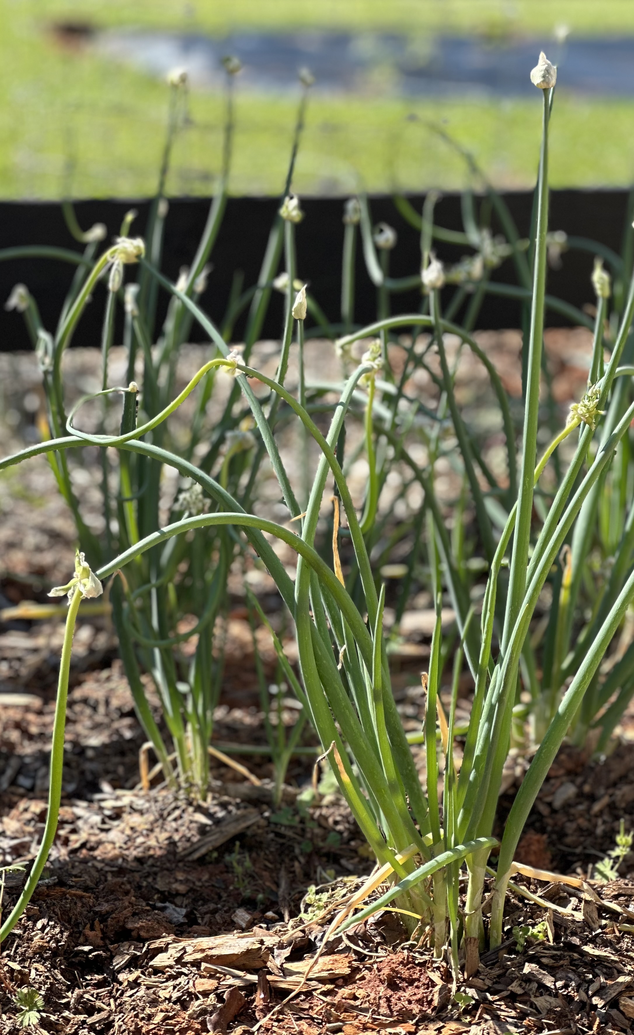 🌿 Chives