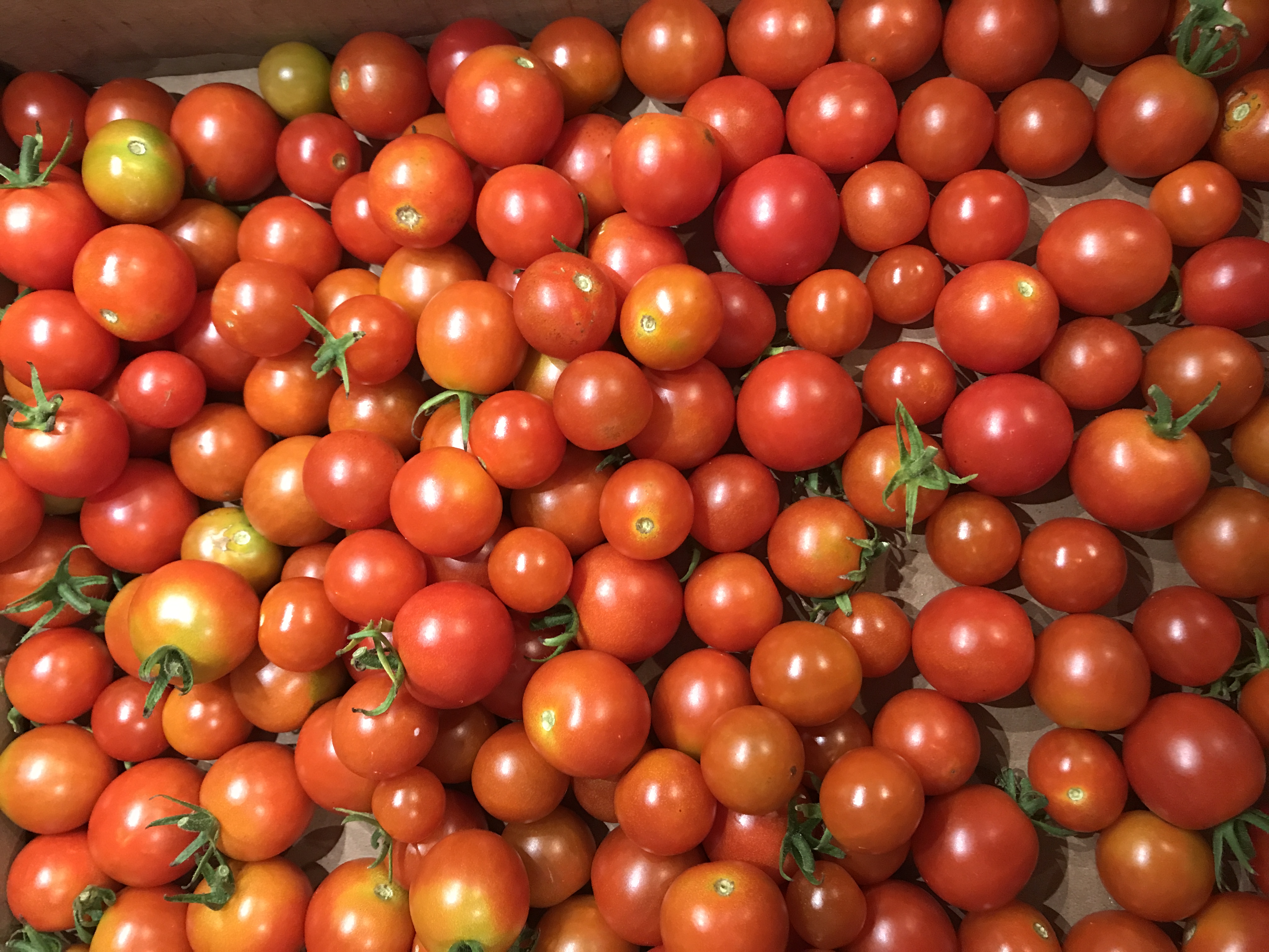 🍅 Cherry Tomato