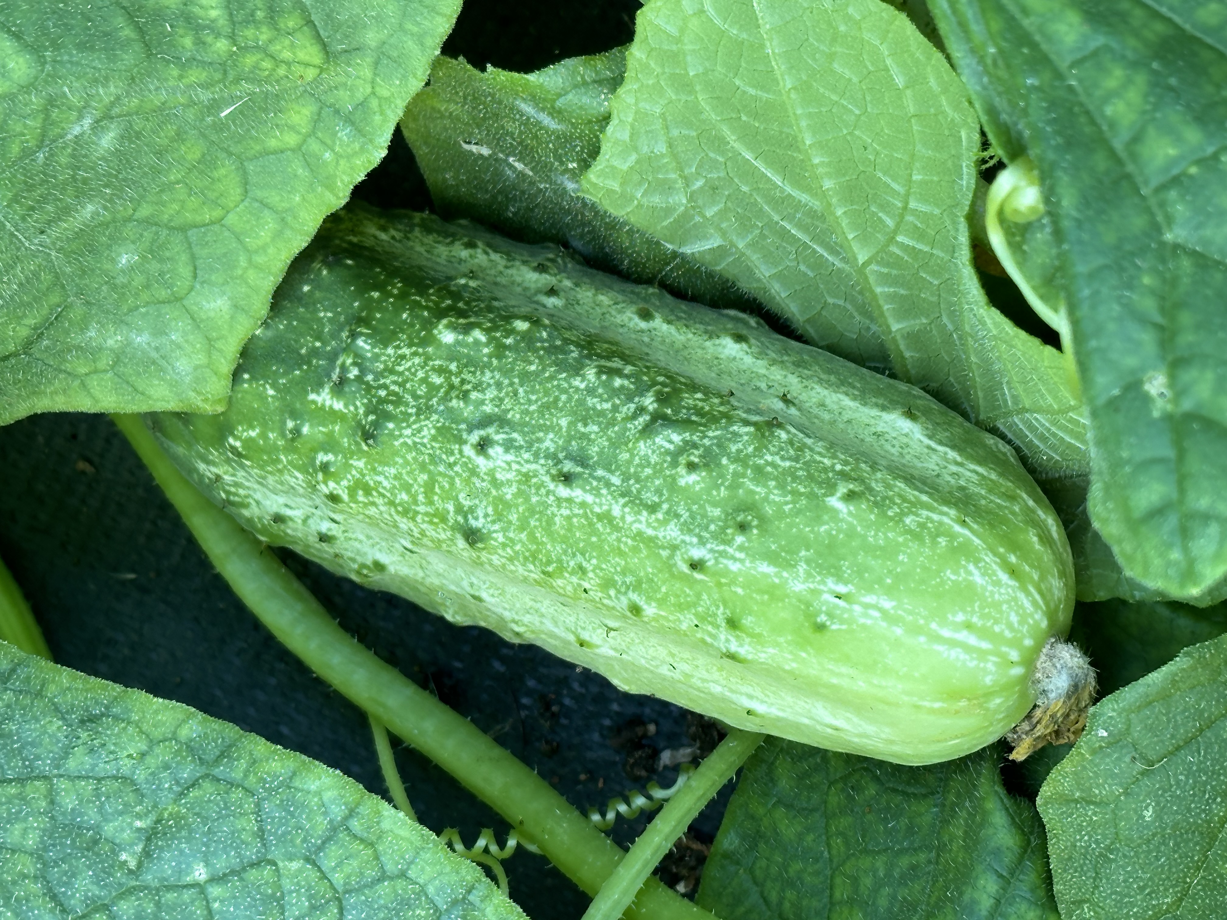 🥒 Cucumber