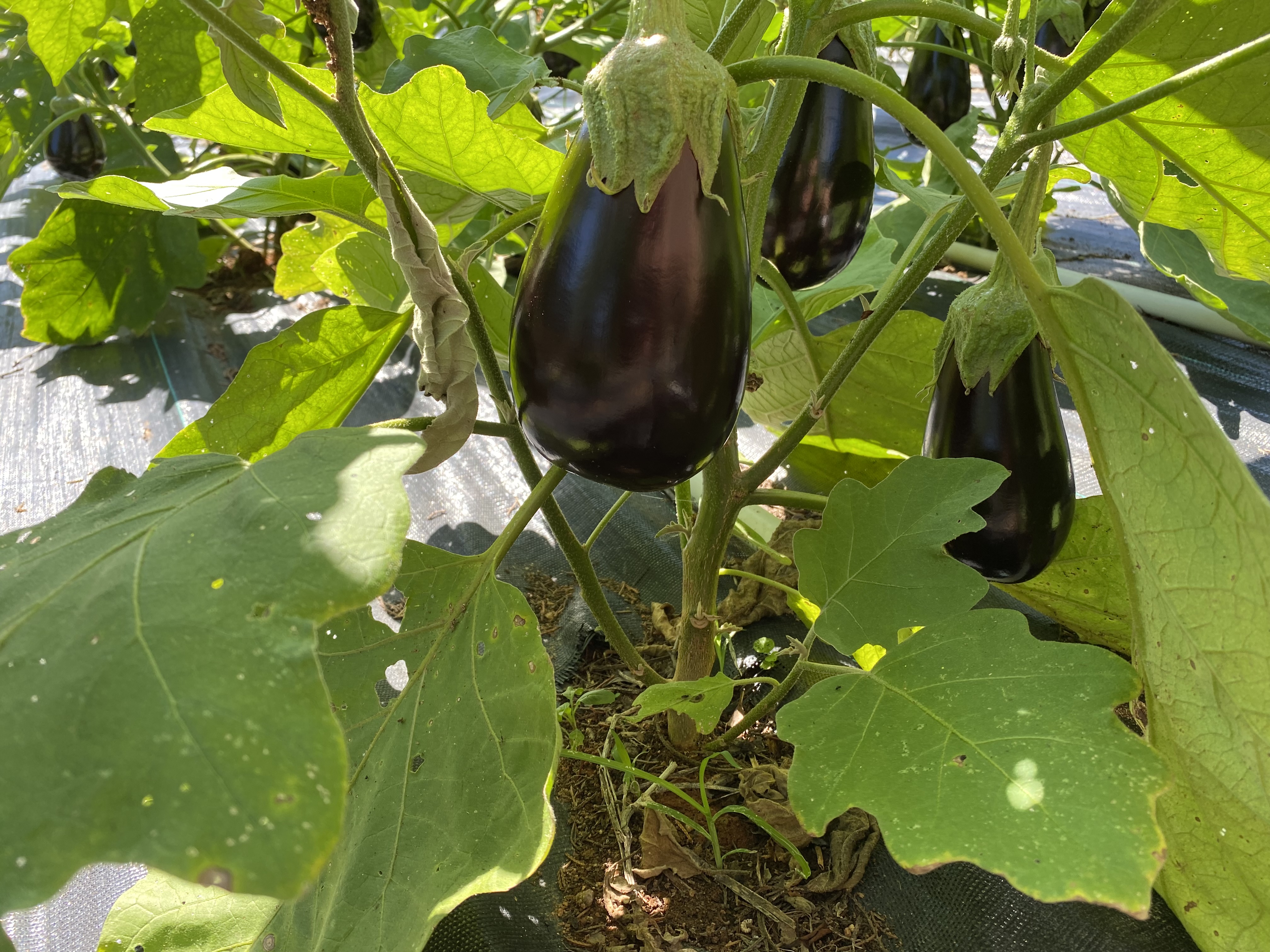 🍆 Eggplant