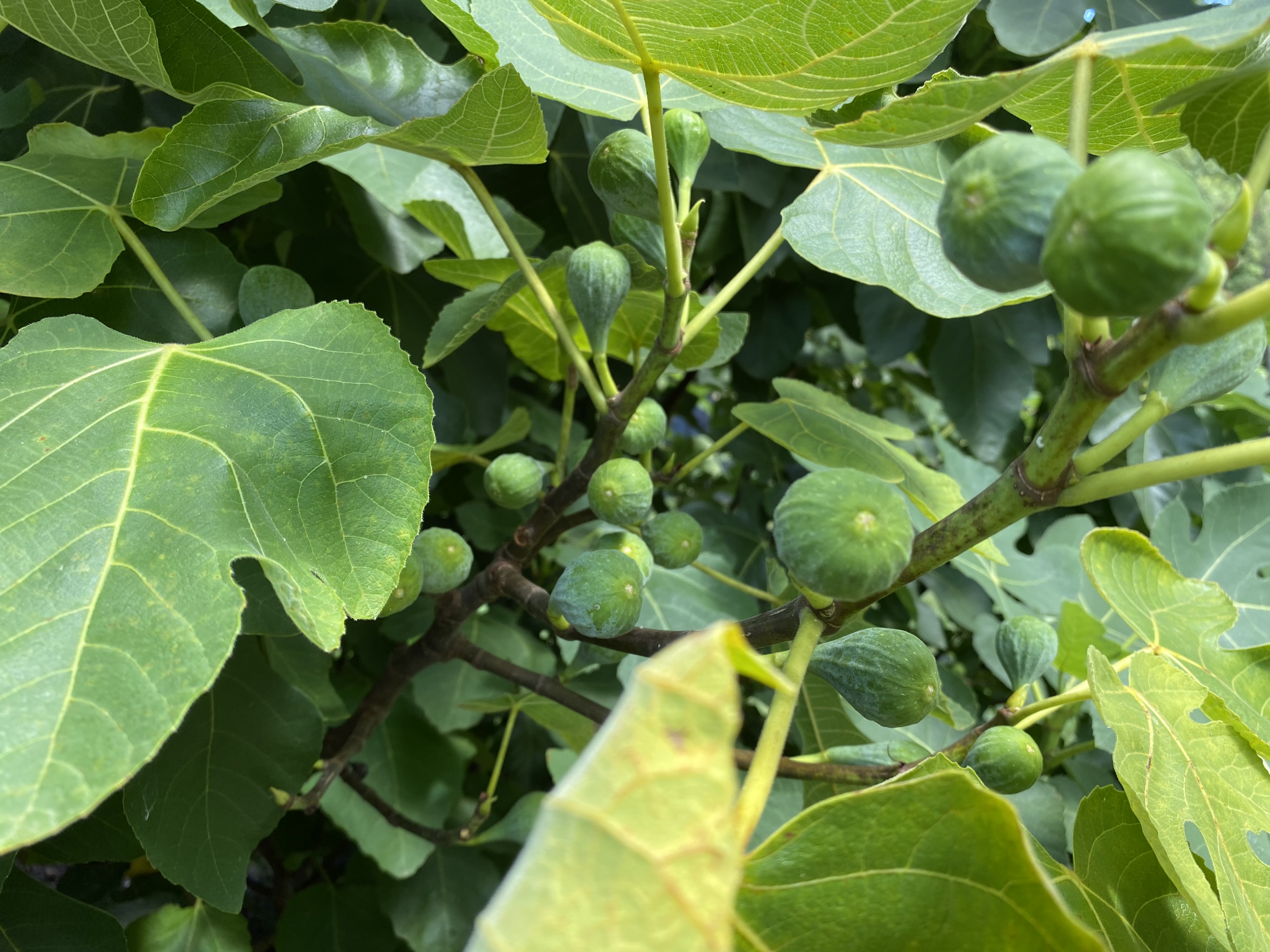 🍐 Fig