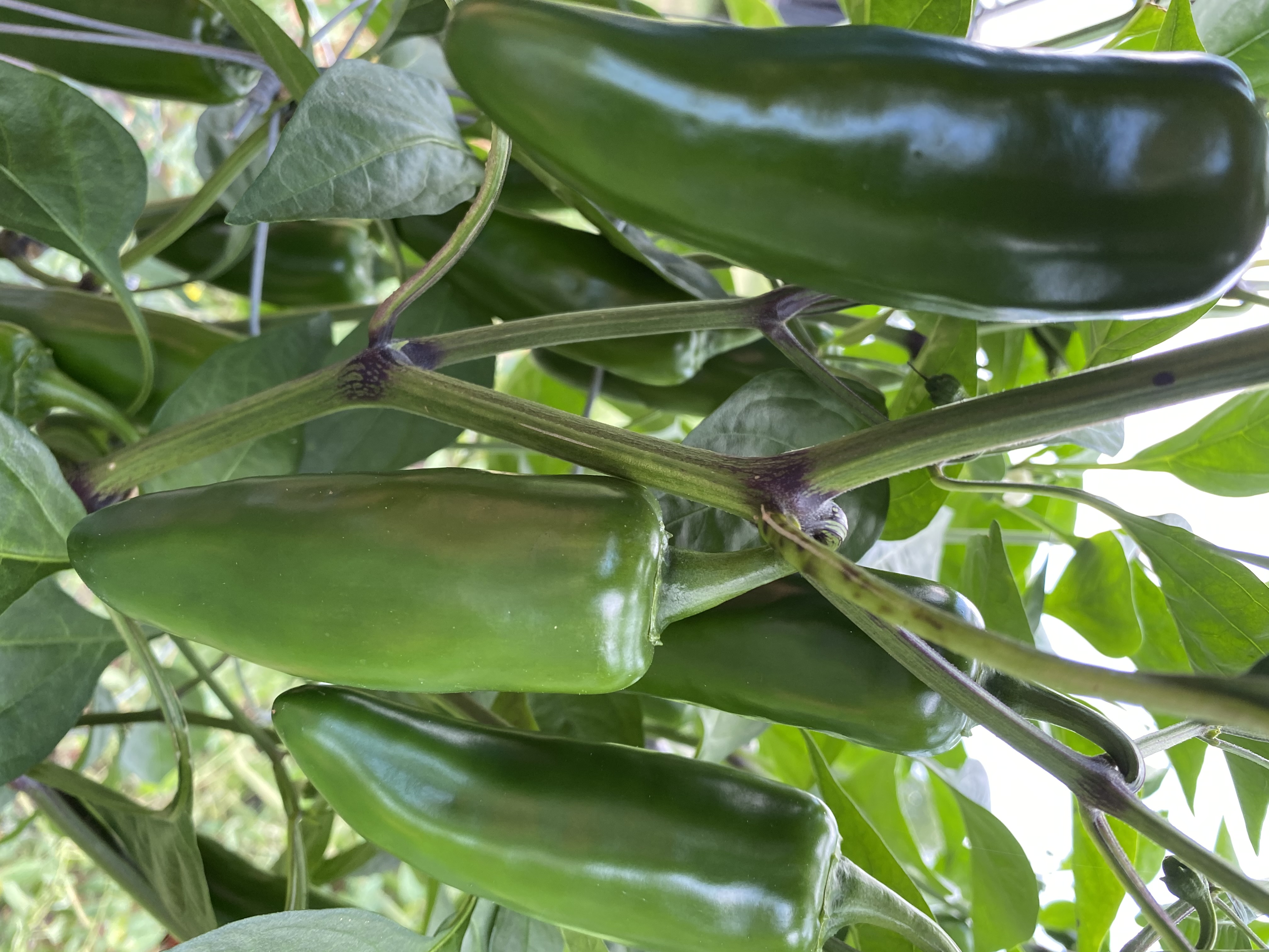 🌶️ Jalapeno