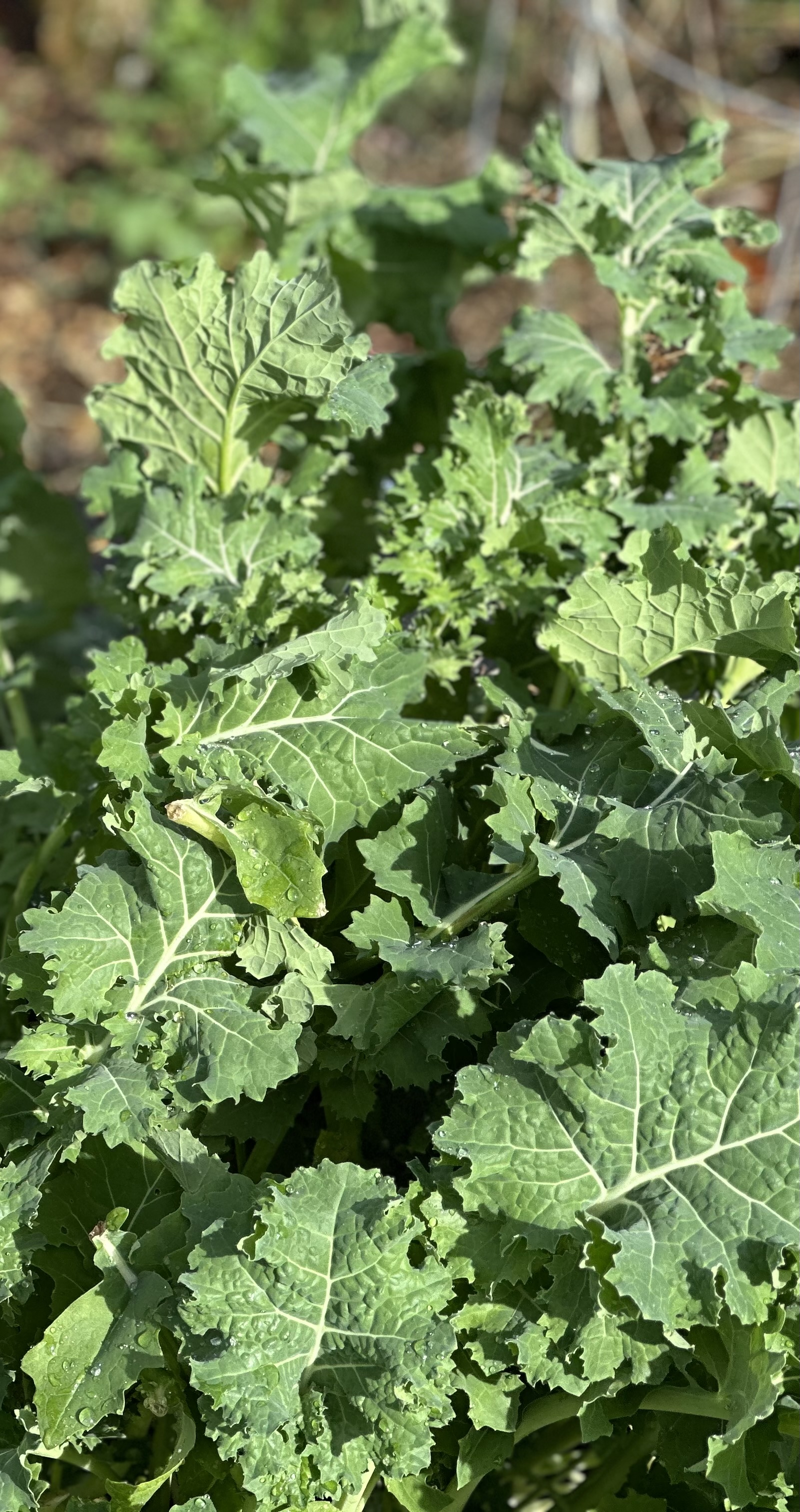 🥬 Kale