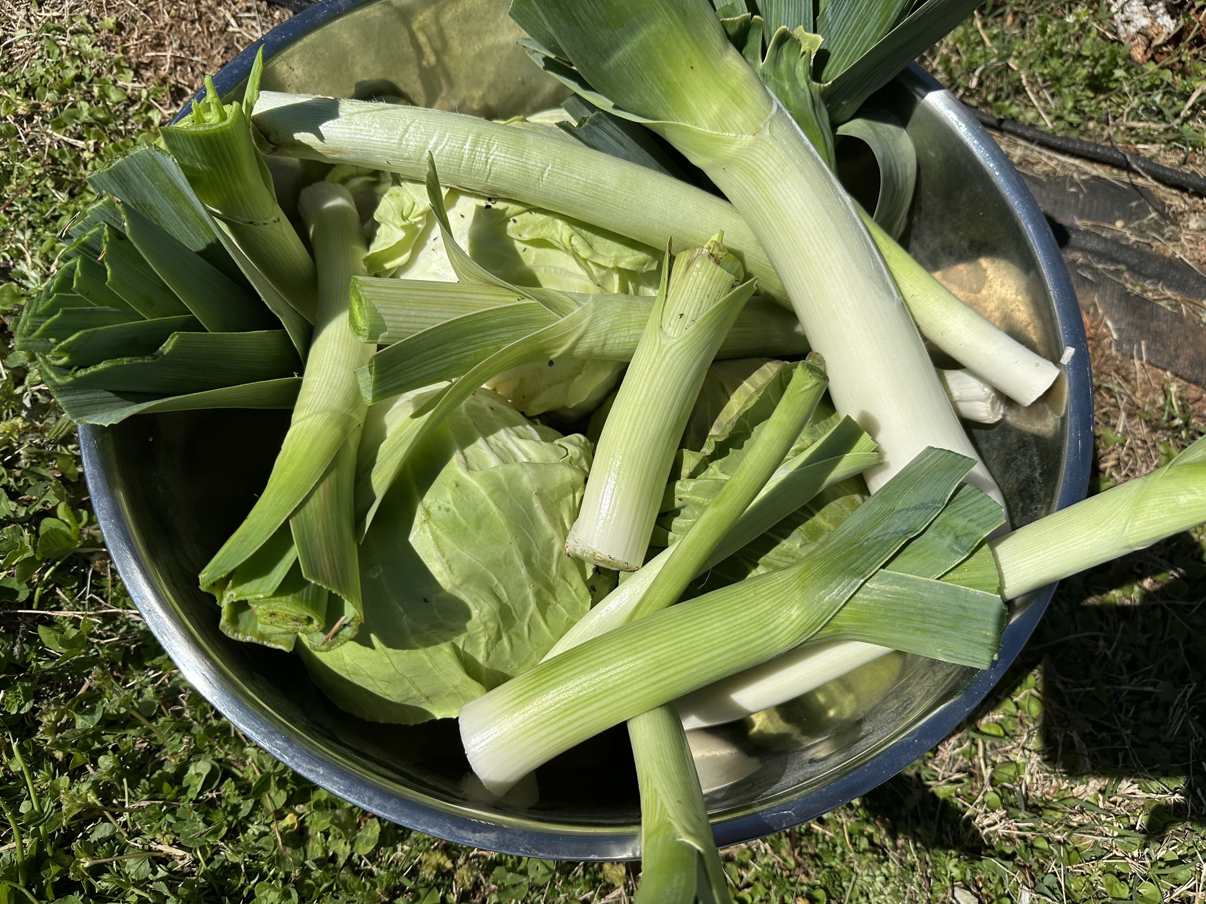 🌱 Leeks
