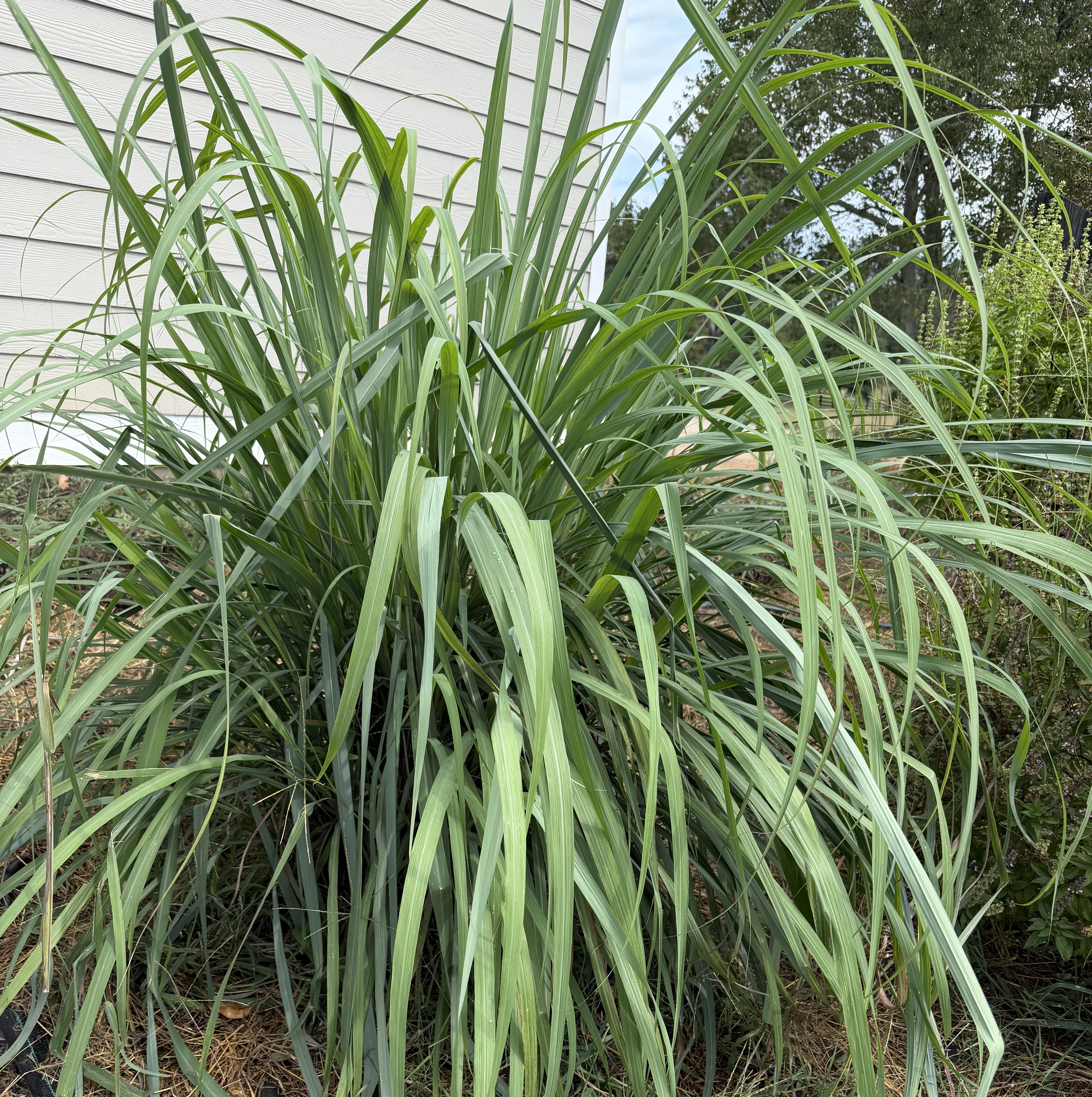 🌿 Lemongrass