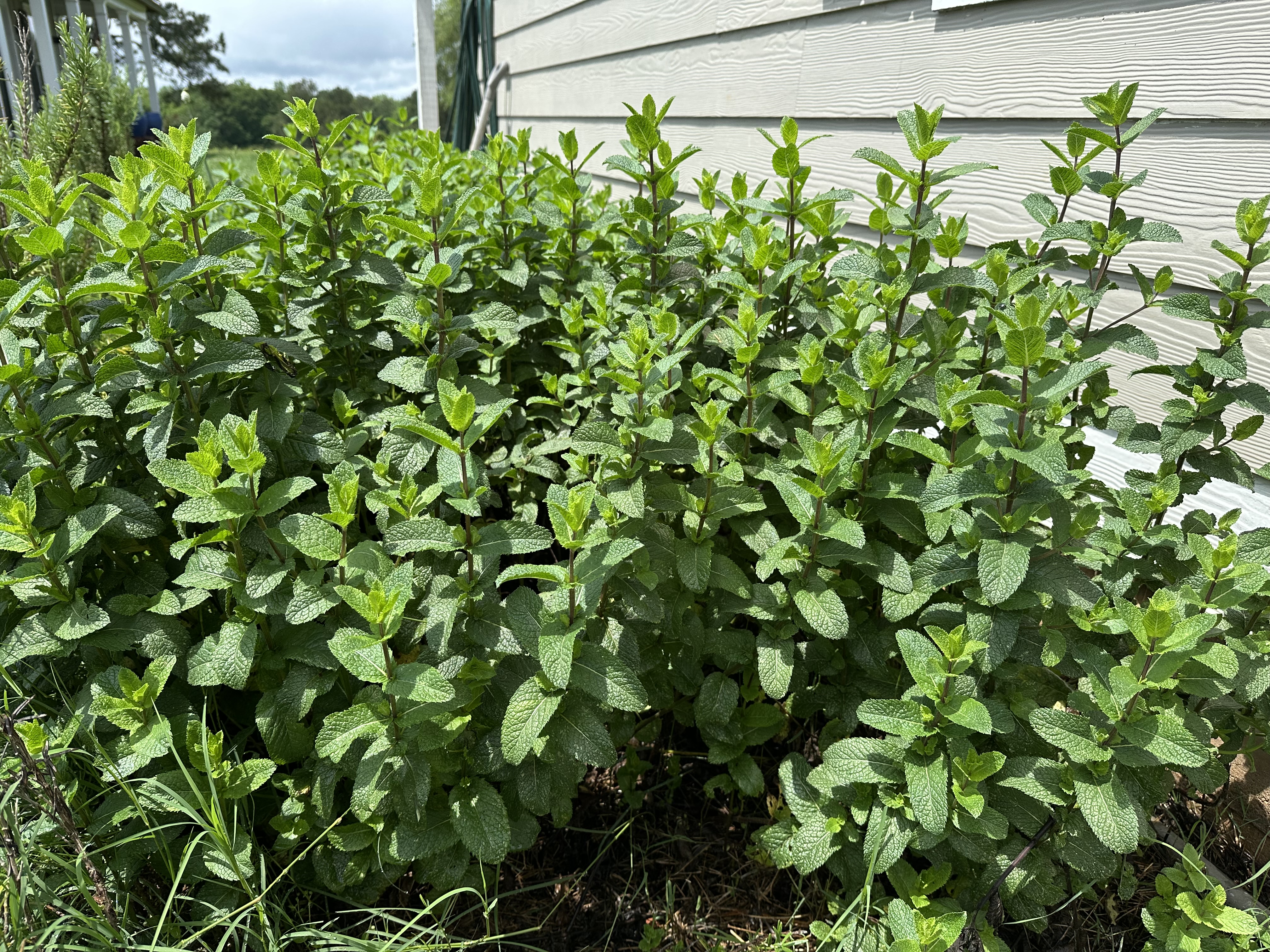 🌿 Mint