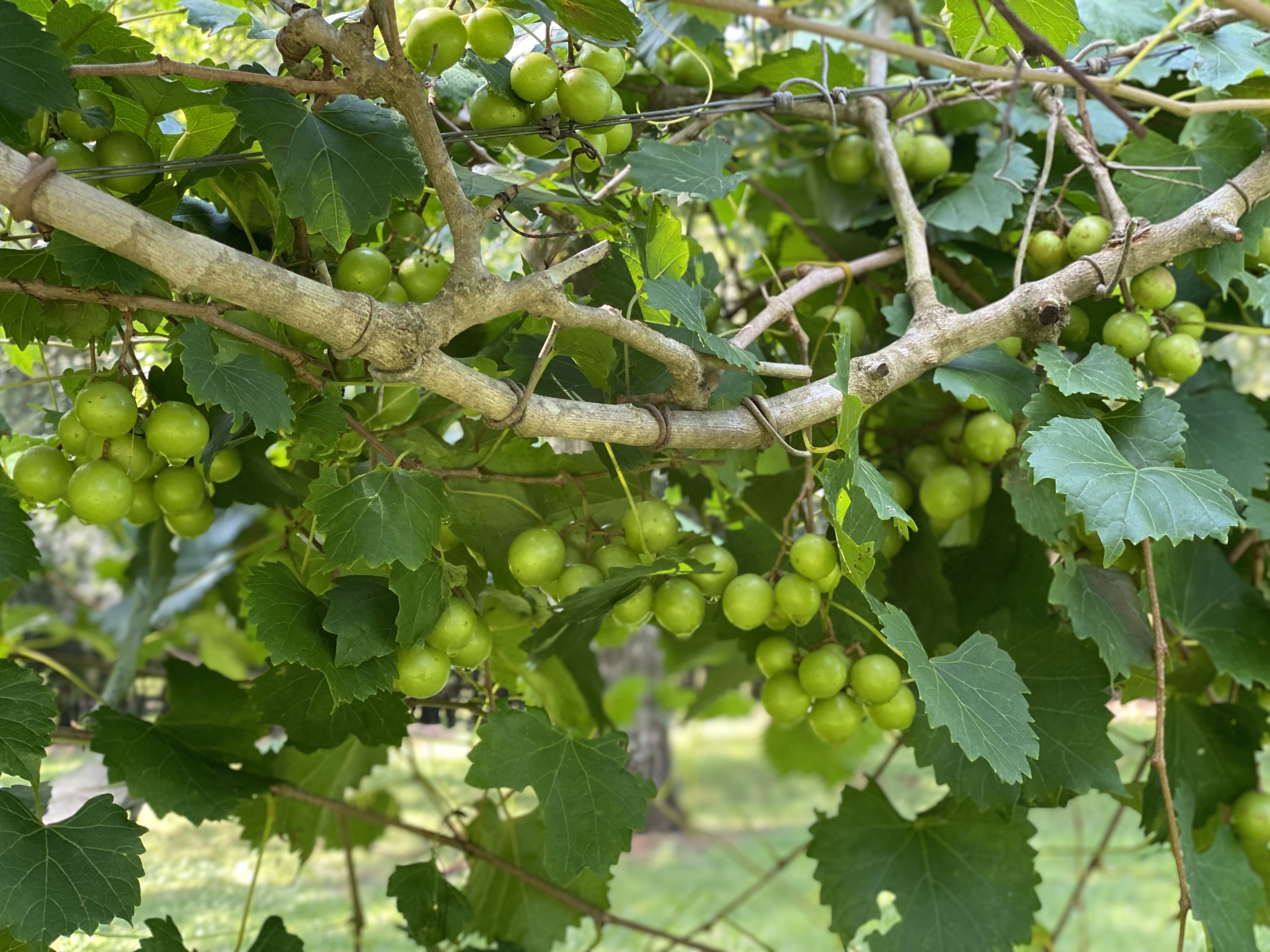 🍇 Muscadine