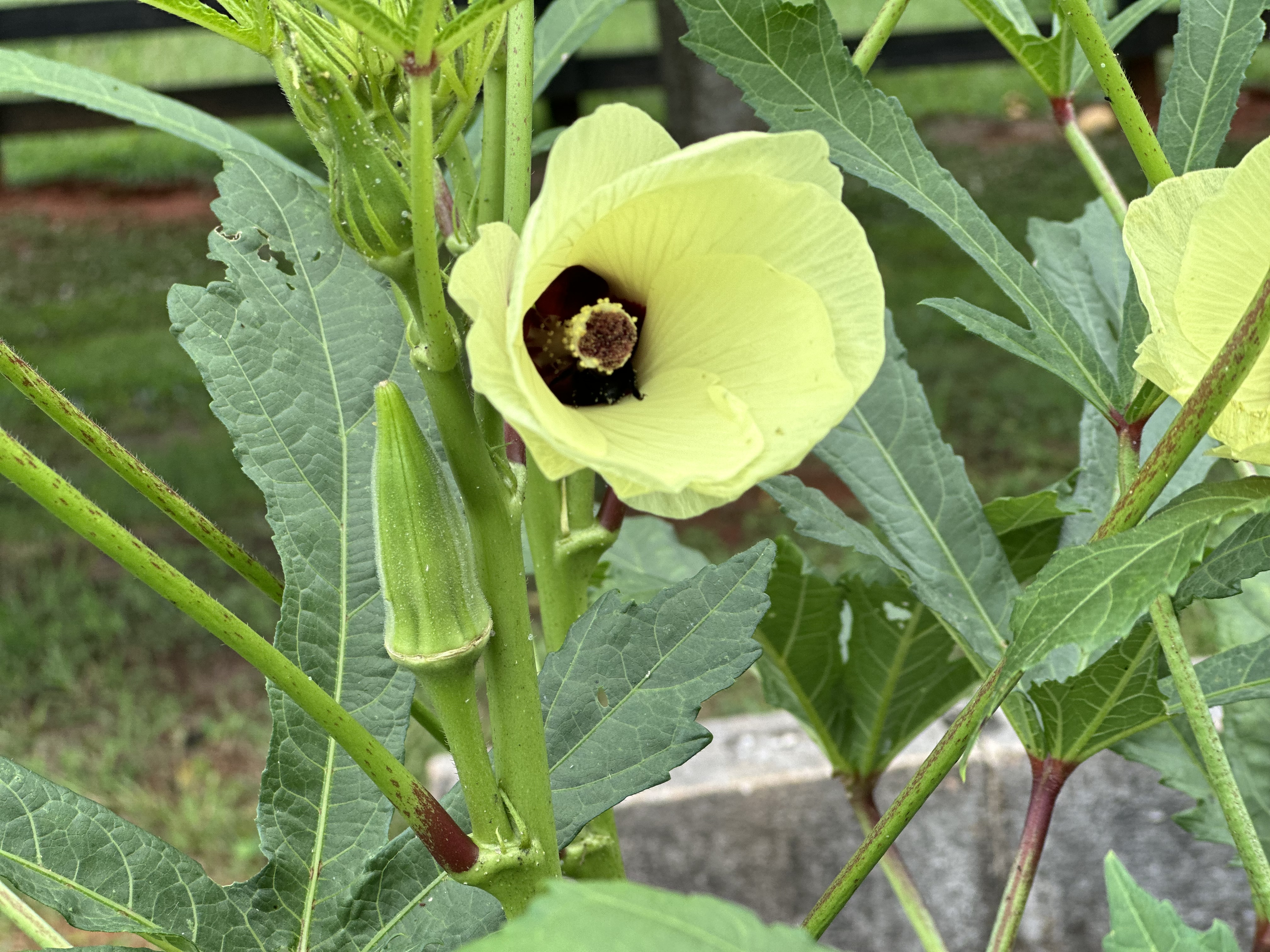 🌱 Okra