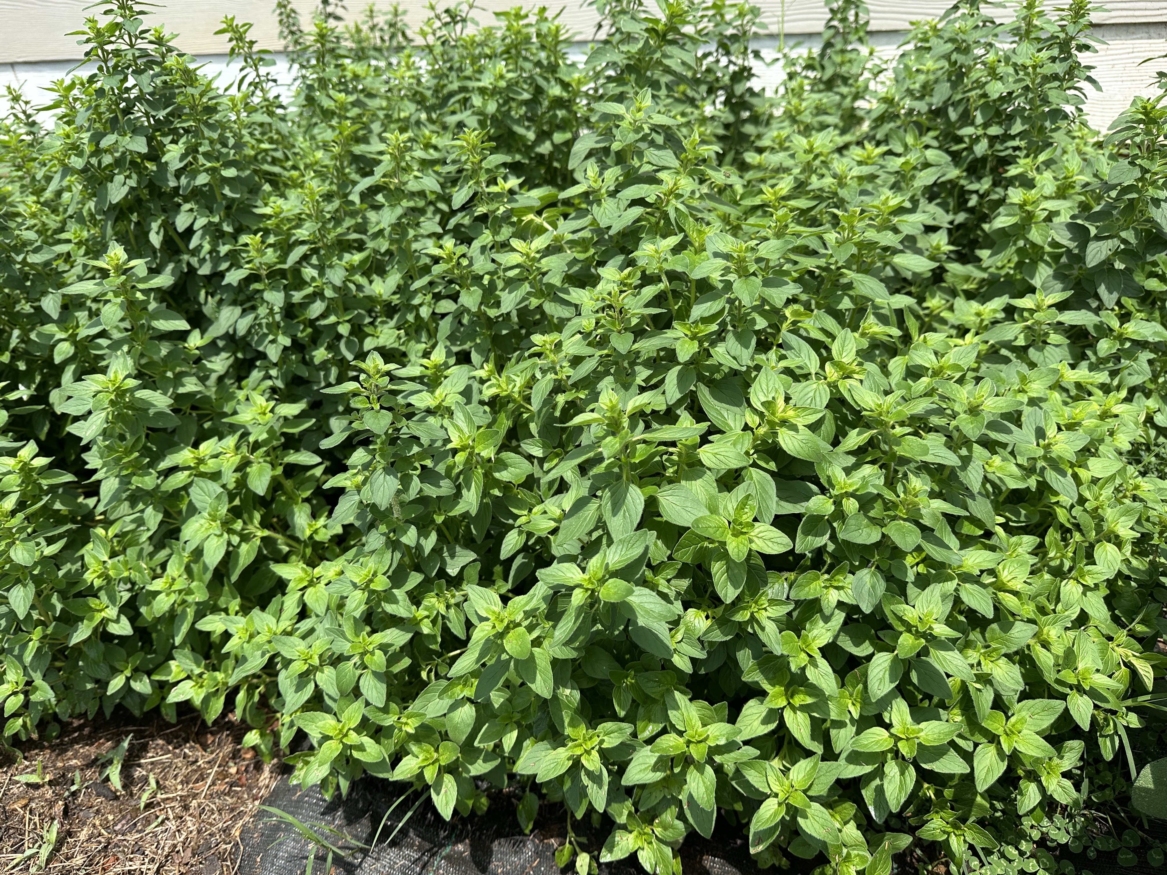 🌿Oregano