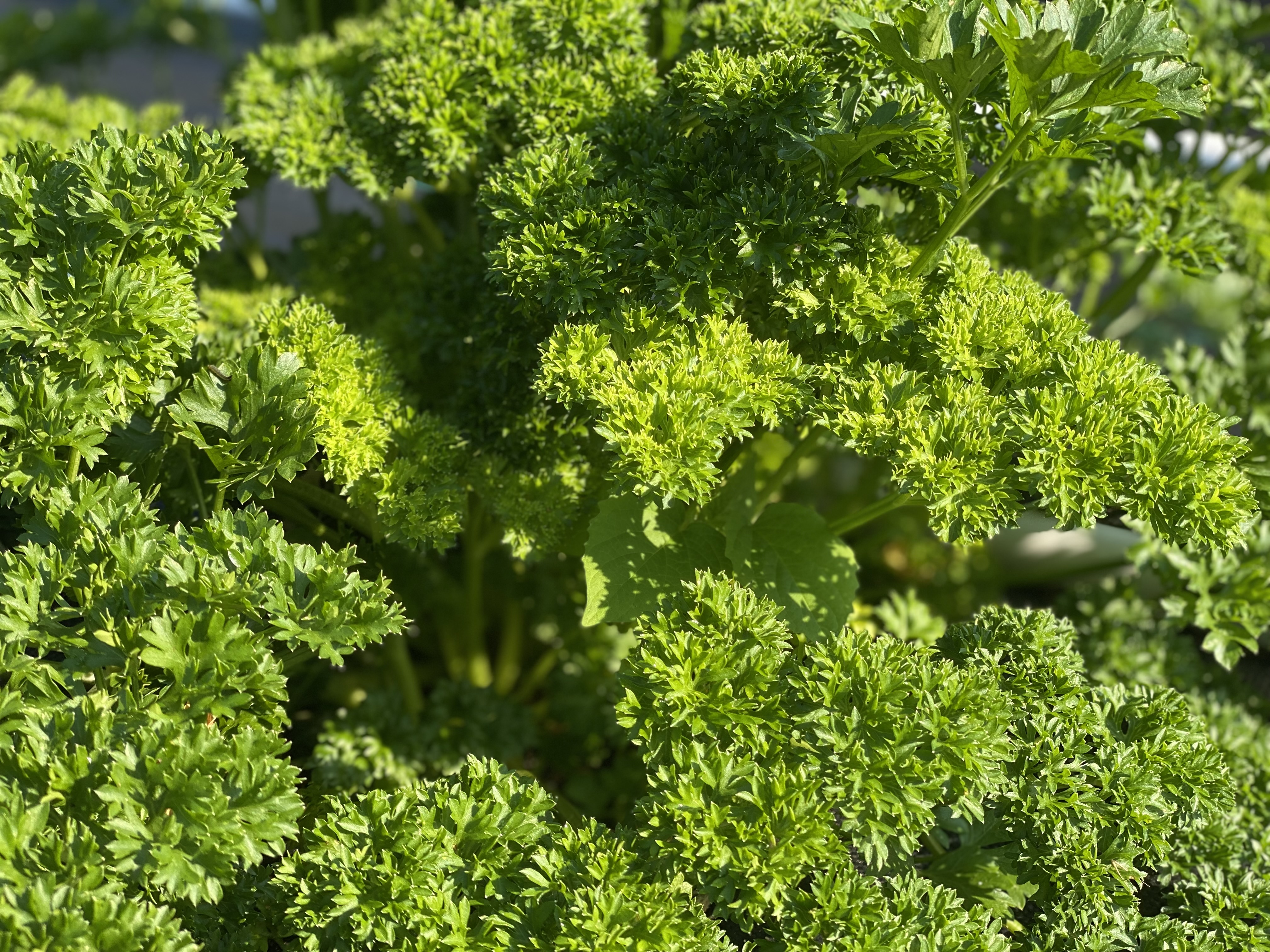 🌿 Parsley