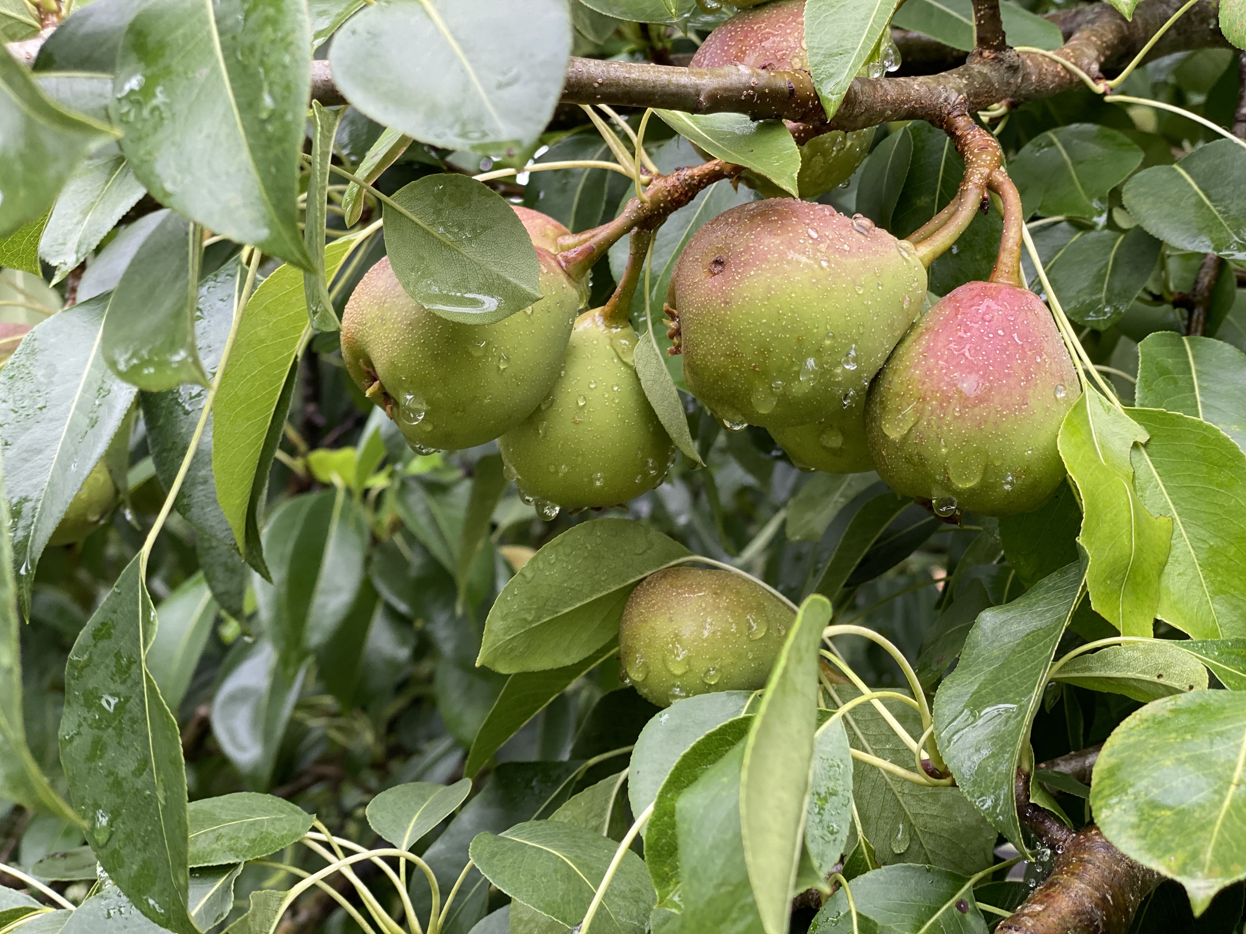 🍐 Pear