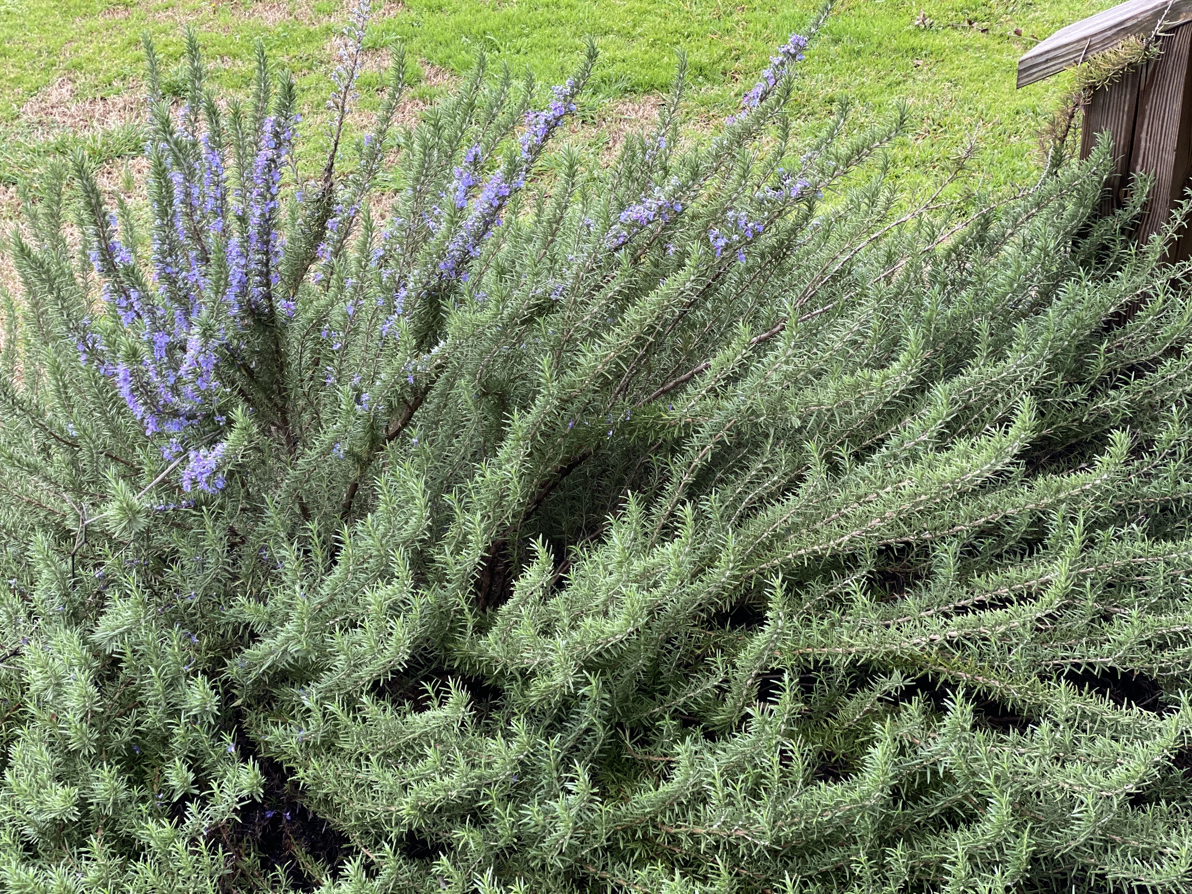 🌿 Rosemary