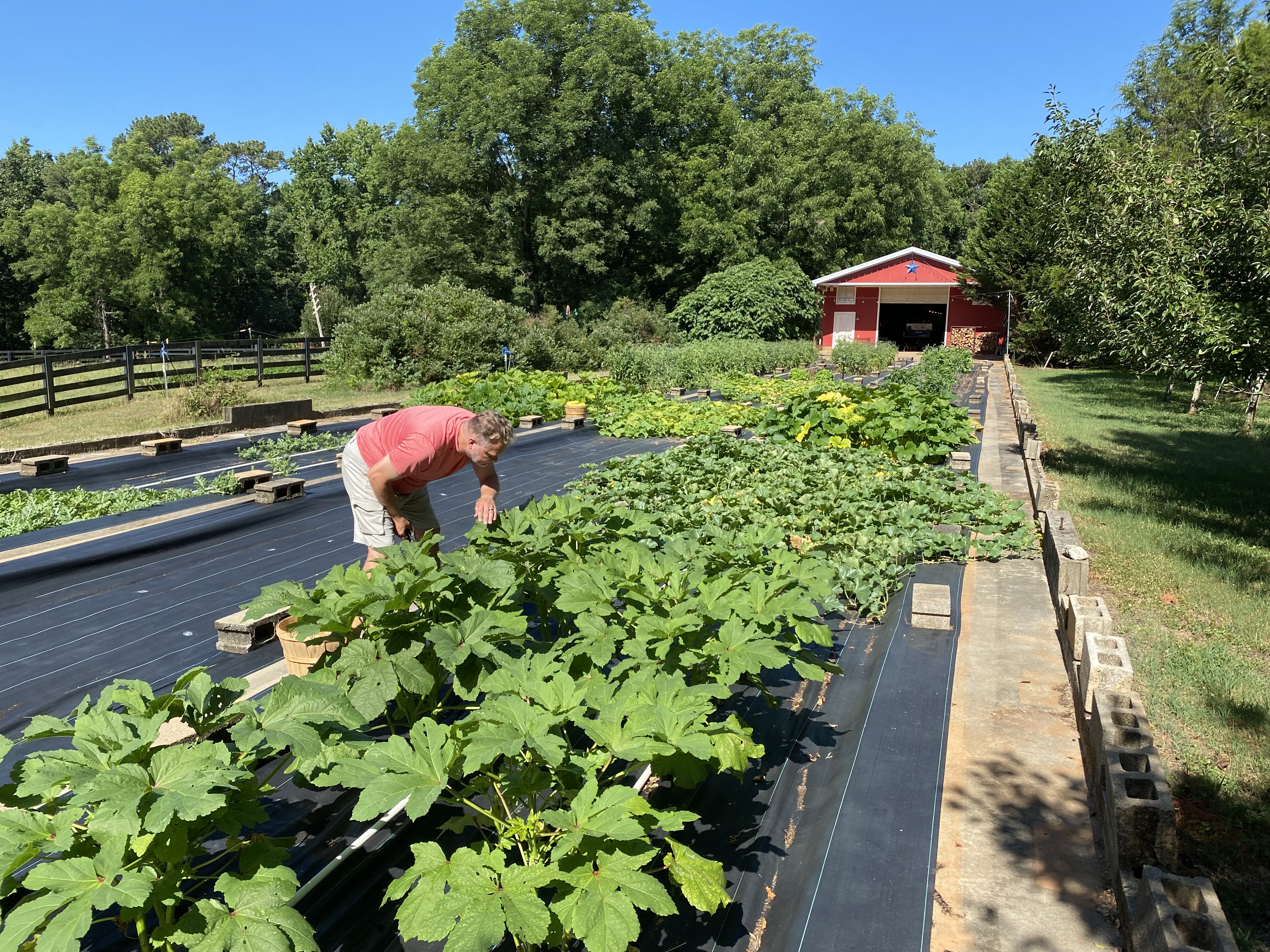 Summer Vegetables