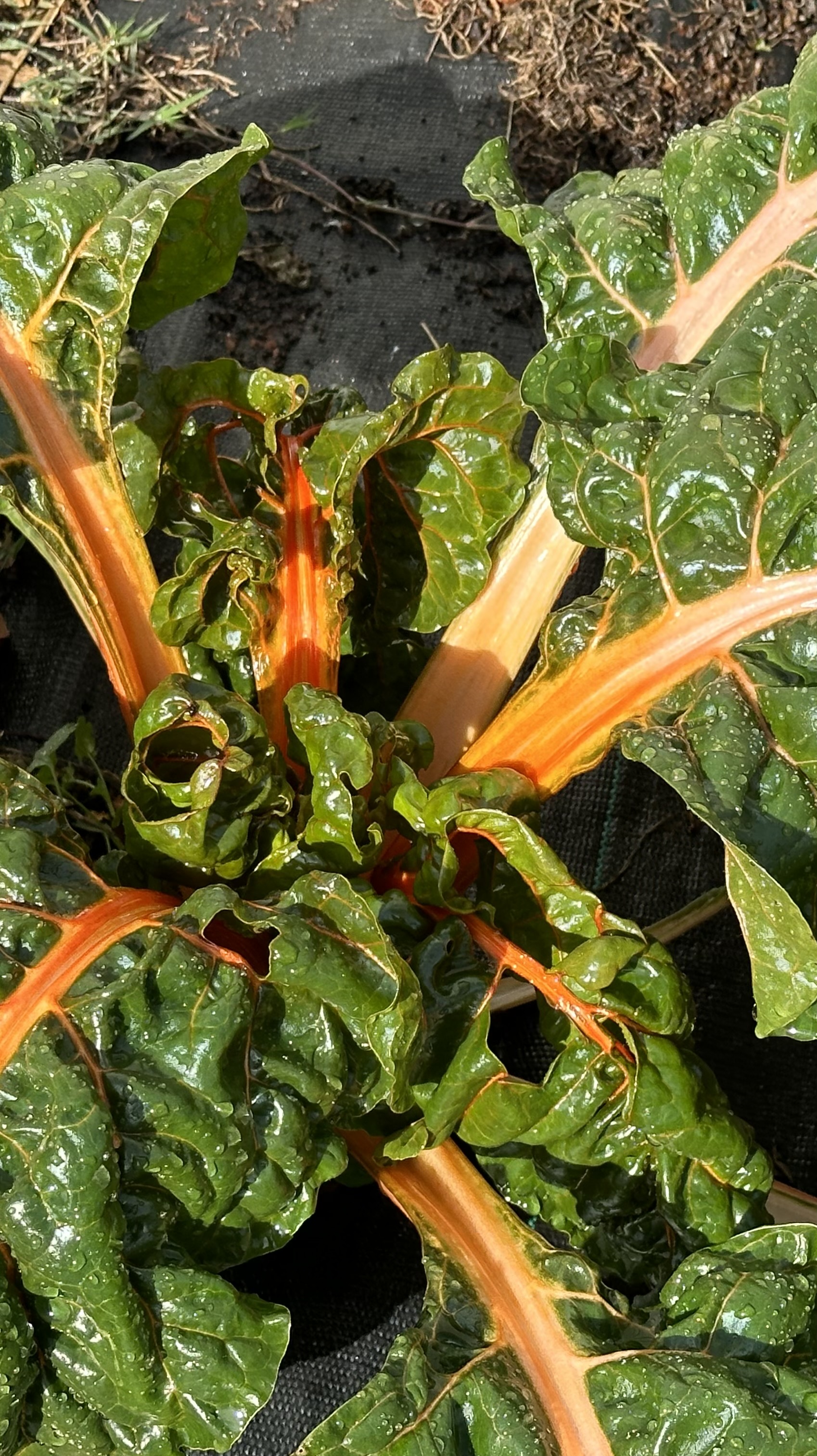 🥬 Chard