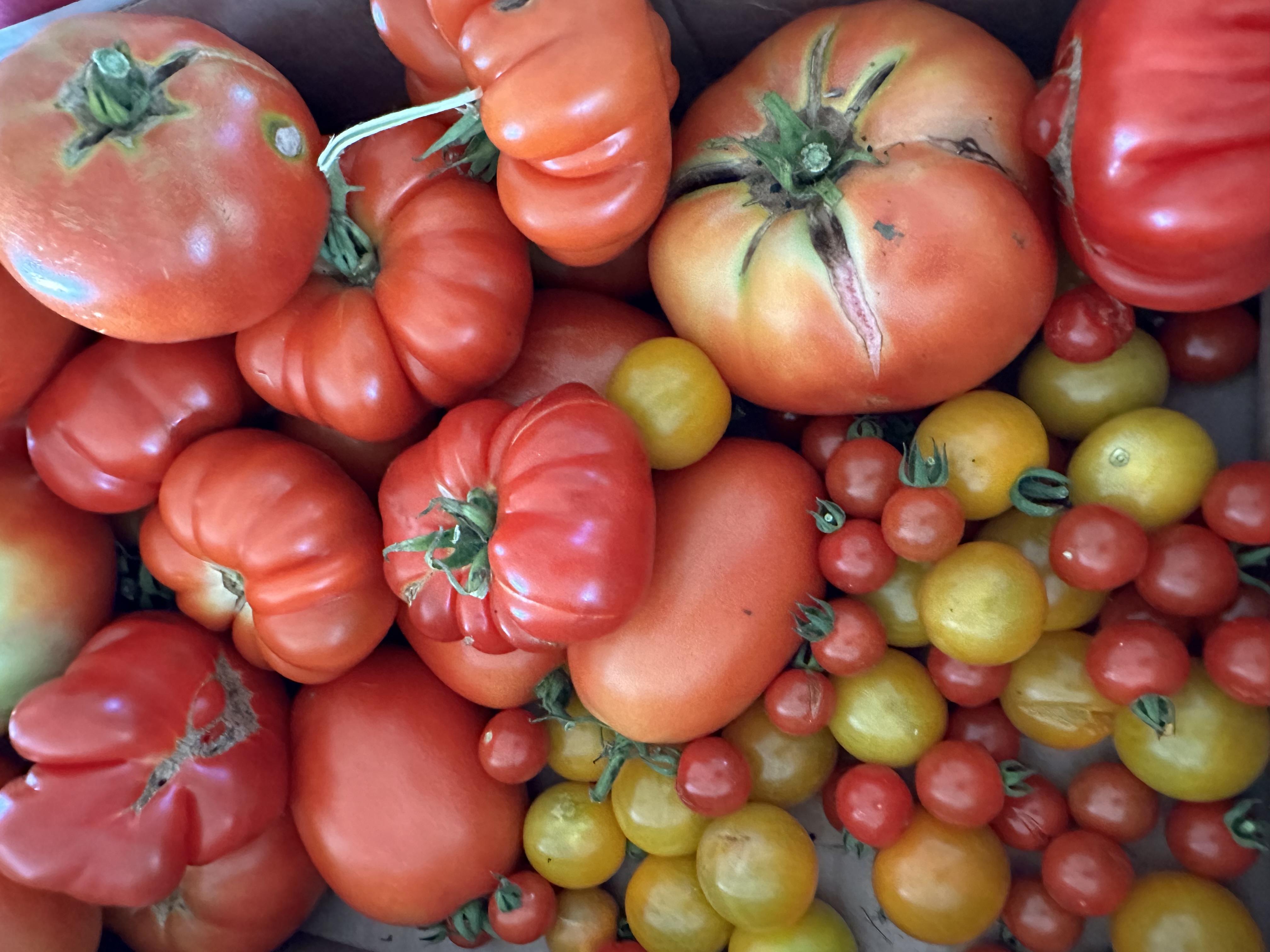 🍅 Tomato