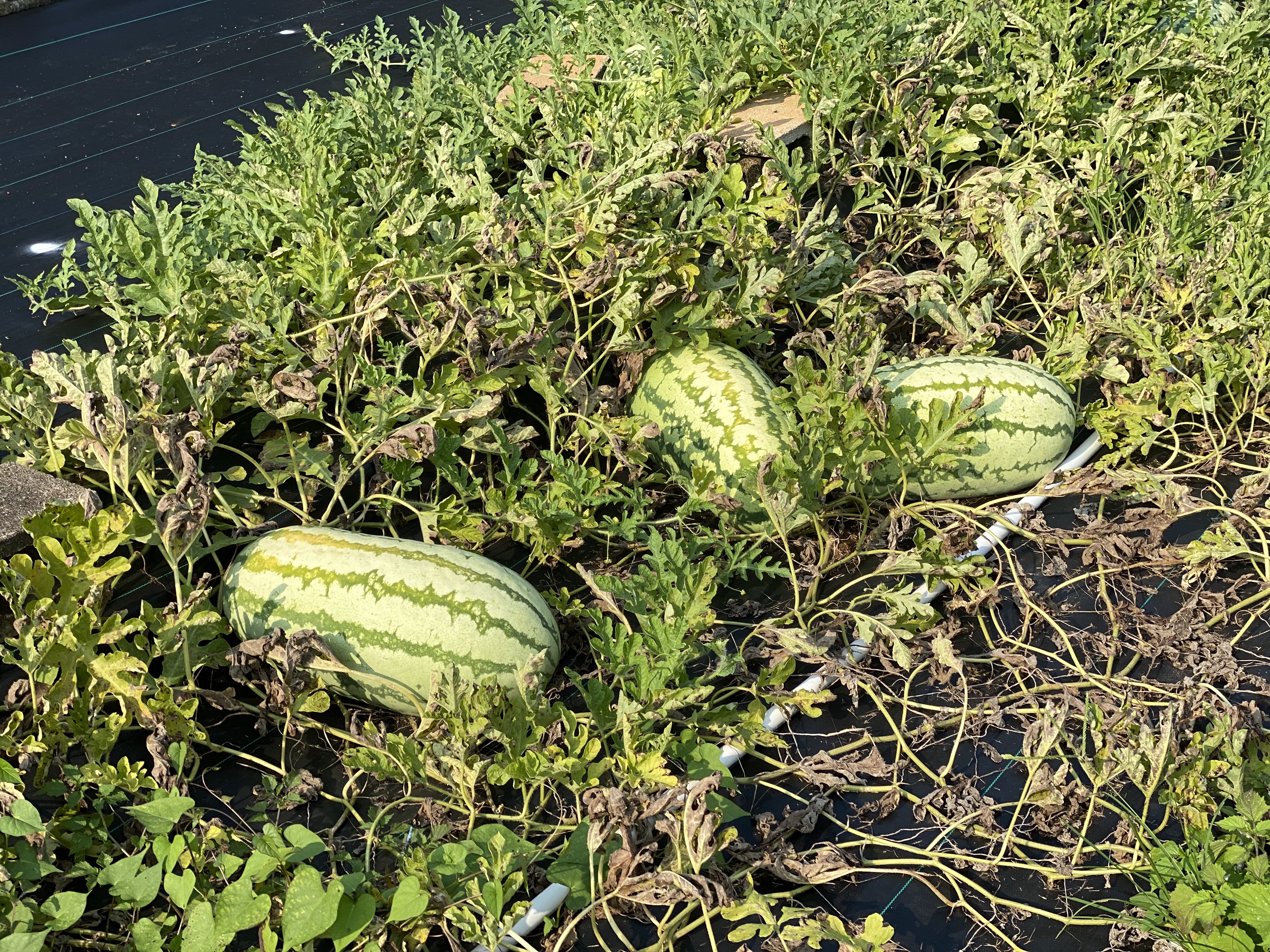 🍉 Watermelon