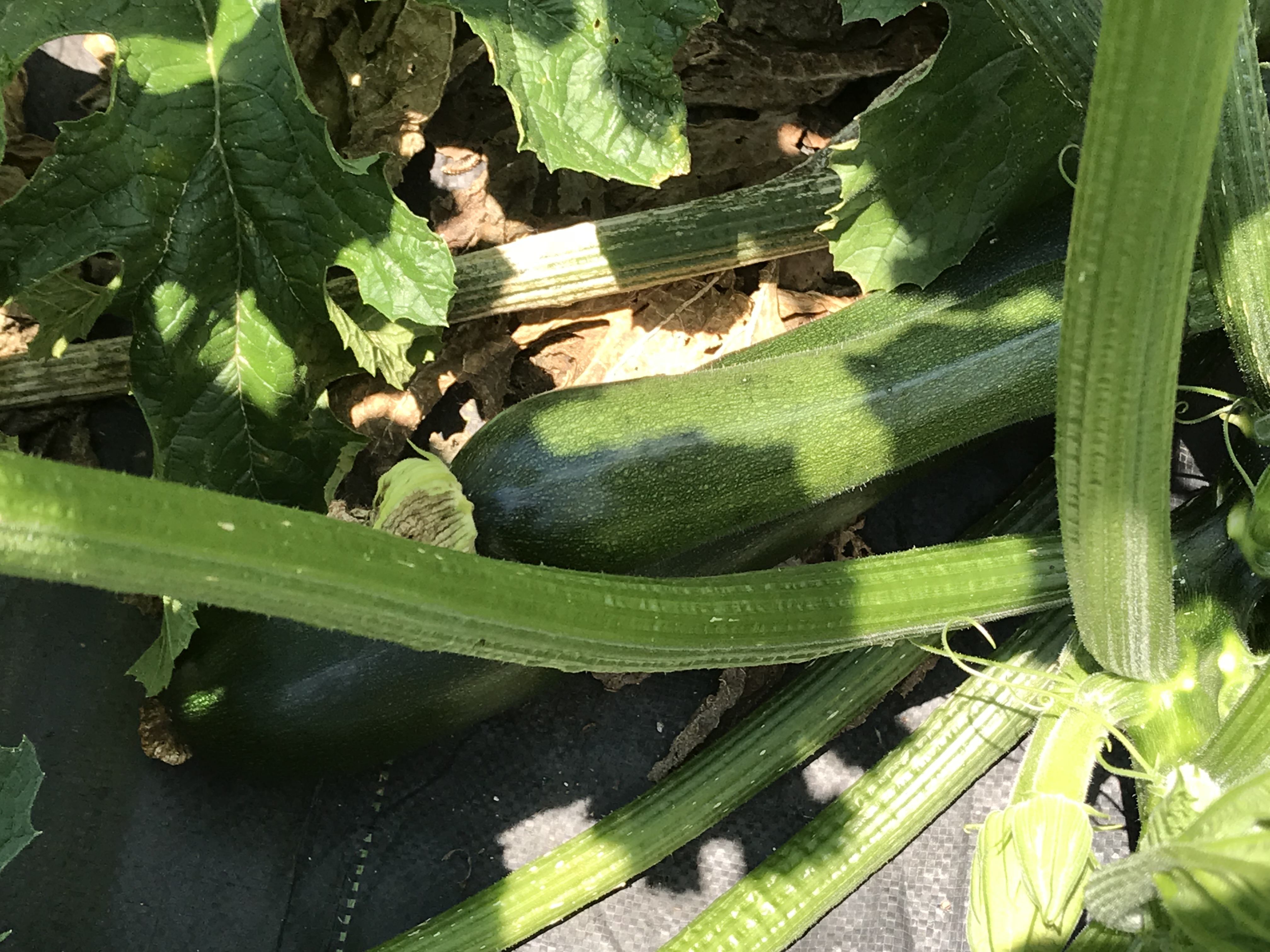 🥒 Zucchini