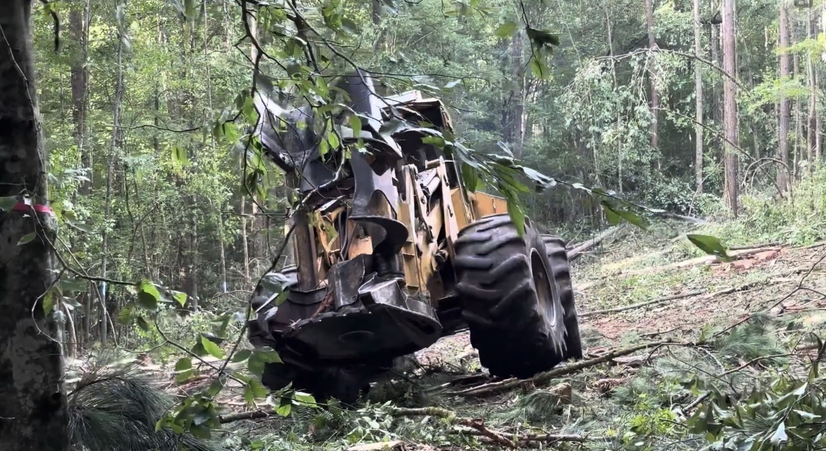Clear Cut Logging