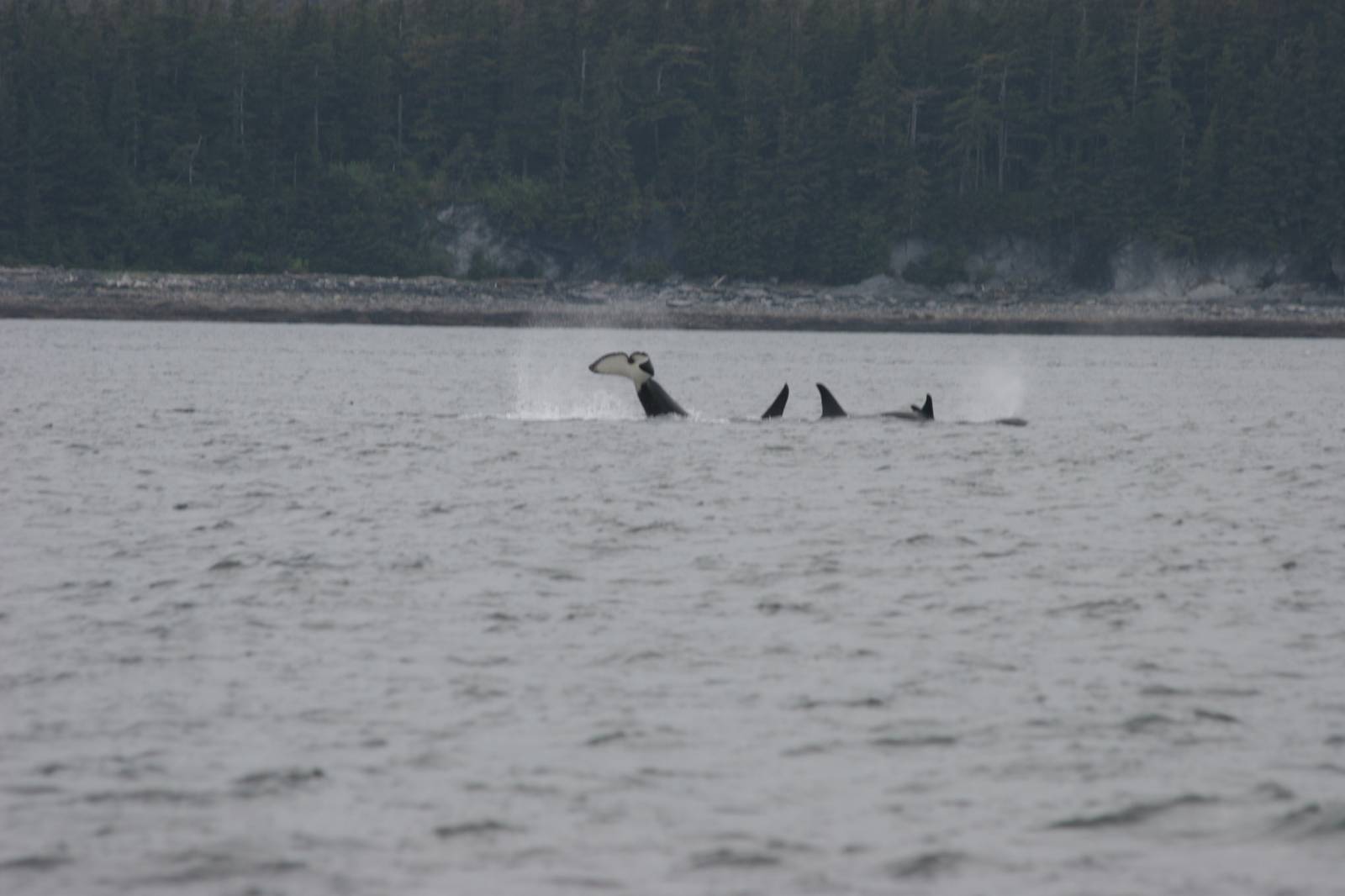 Whale Watching Alaska