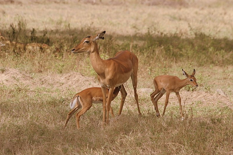Lake Nakuru