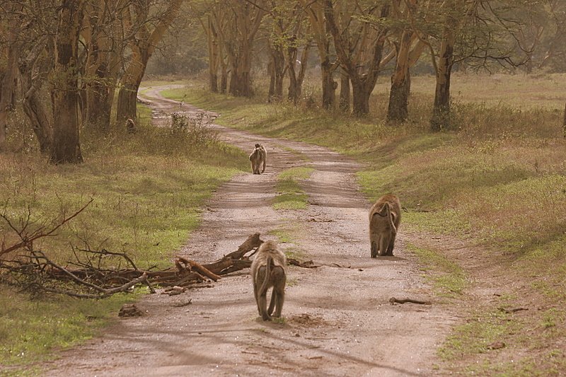 Lake Nakuru
