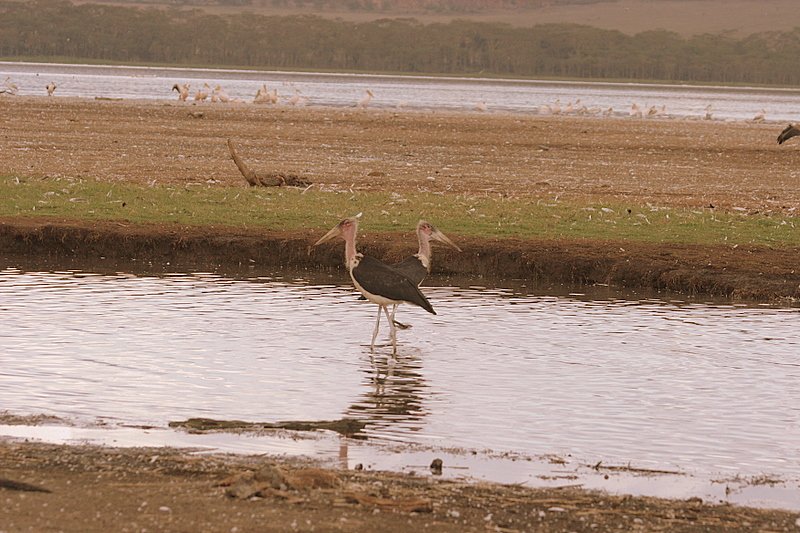 Lake Nakuru