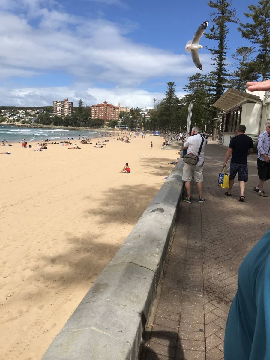 Manly Beach