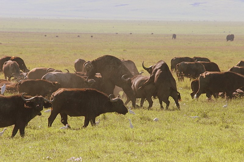 Ngorongoro Crater