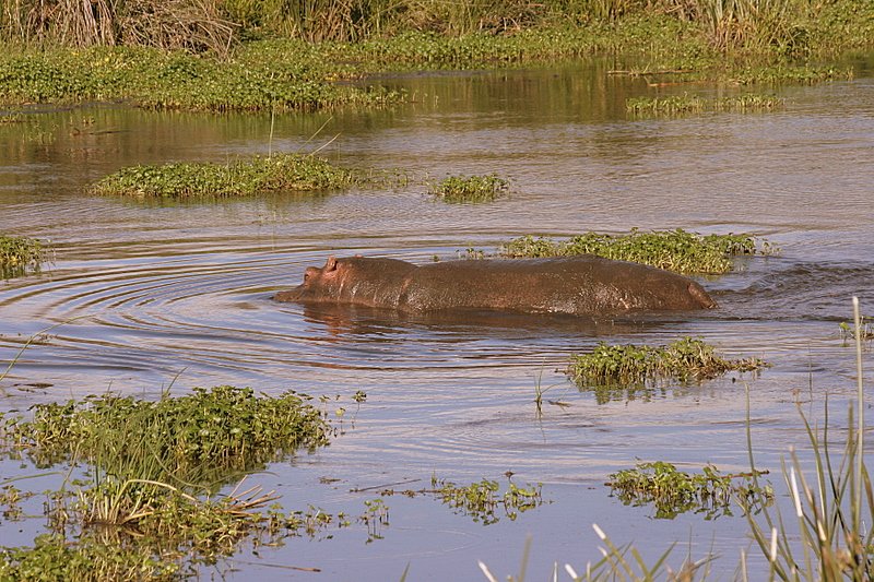 Ngorongoro Crater