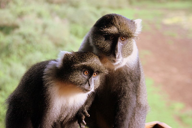 Serena Mountain Lodger - Kenya