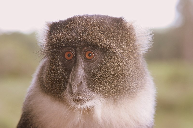 Serena Mountain Lodger - Kenya