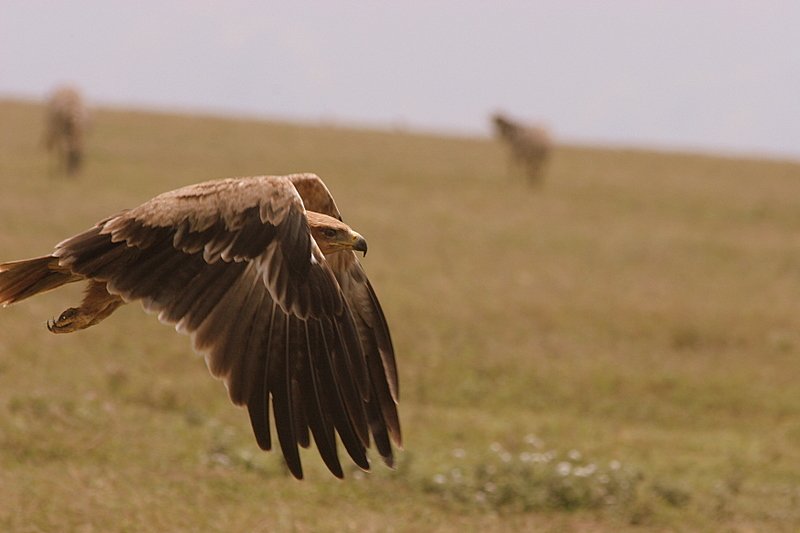 Serengeti