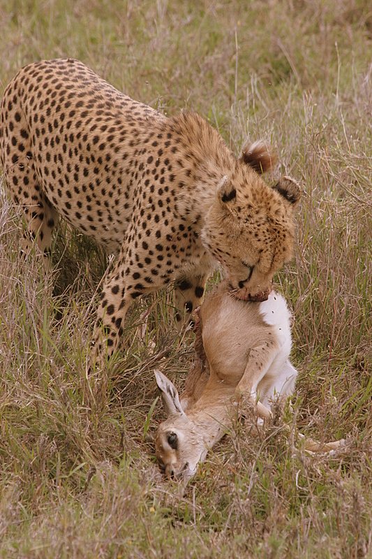 Serengeti