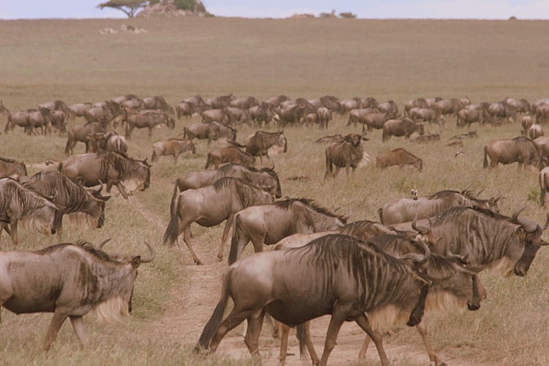 Serengeti