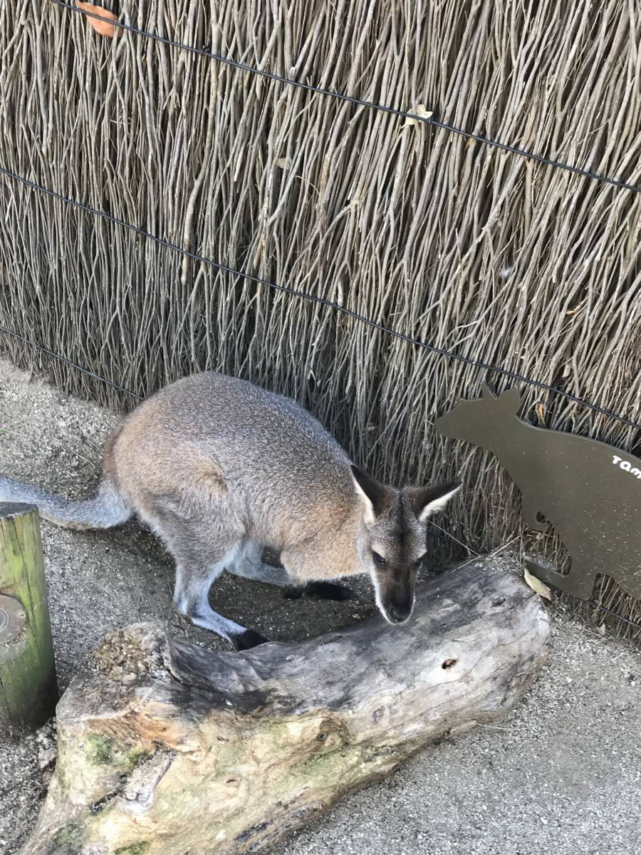 Taronga Zoo 