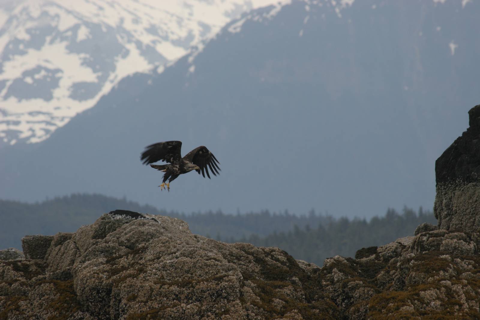 Whale Watching Alaska