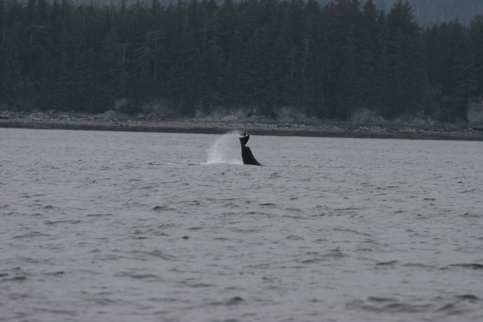 Whale Watching Alaska