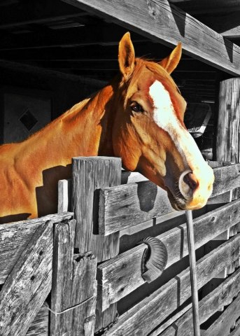 Debbie’s Horse
