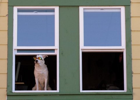 Alaska Dog
